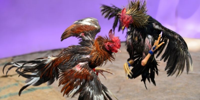 ok3655 KM Game Bài 3d