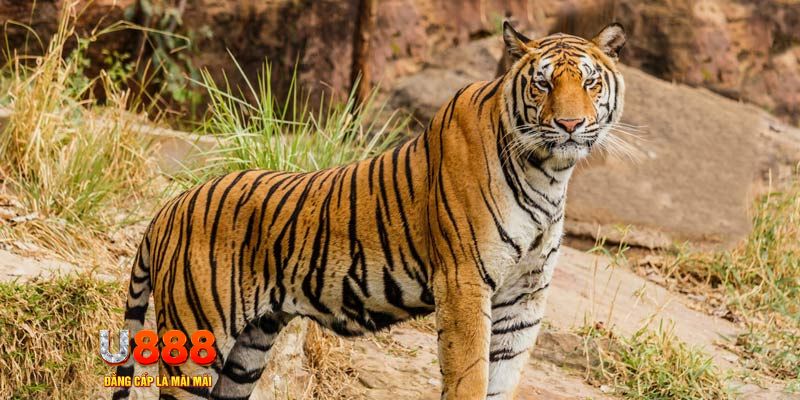 ok3655 game nổ hủ máy bay