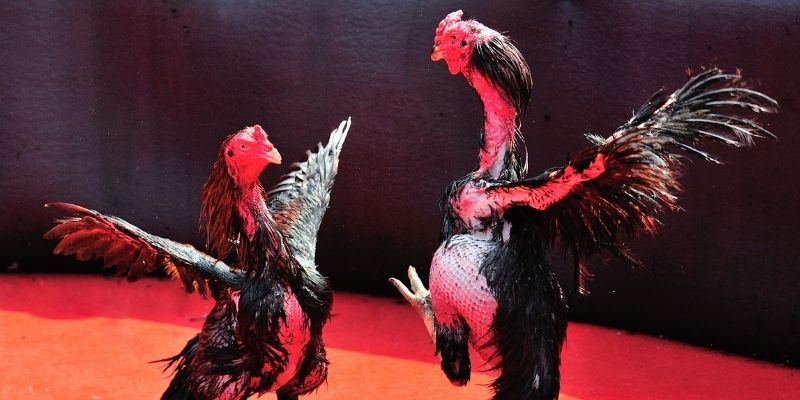 ok3655 thị trường baccarat là gì