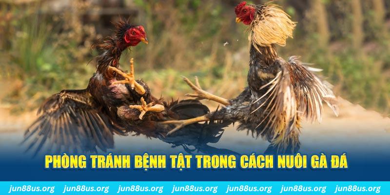 ok3655 đăng nhập phỏm online