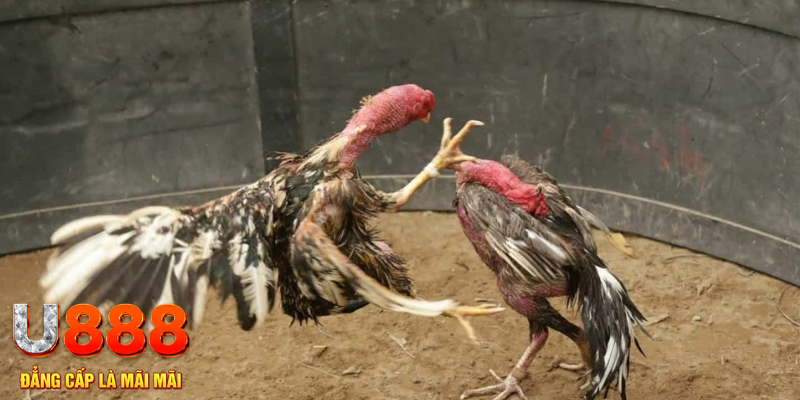 ok3655 đăng nhập tiến lên miền nam số 1